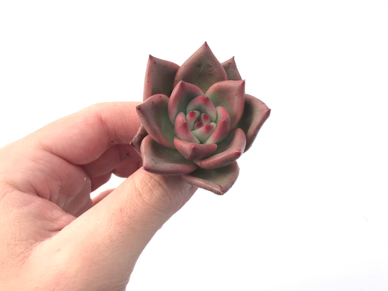 Echeveria Agavoides 'Anjou' 1"-2" Succulent Plant