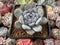 Echeveria 'Snow Bunny' 3" Powdery Succulent Plant