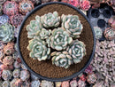 Graptoveria ‘A Grimm One’ 7” Extra Large Cluster Rare Succulent Plant