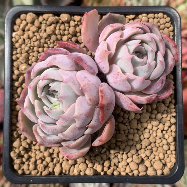 Echeveria sp. 2"-3" Succulent Plant