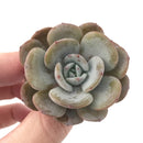 Echeveria 'Icy Purple' 1"-2" Powdery Succulent Plant