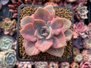 Graptoveria 'Mrs Richards' Variegated 3" Succulent Plant