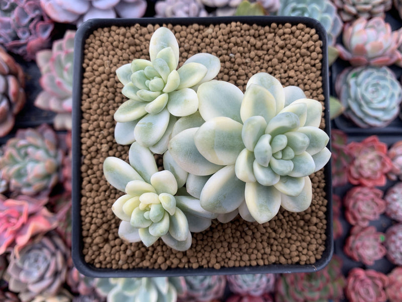 Sedum 'Clavatum' Variegated 4" Cluster Succulent Plant