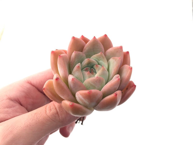 Echeveria 'Alba Beauty' 3" Succulent Plant