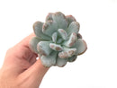 Echeveria 'Amarilli' 2"-3" New Powdery Hybrid Rare Succulent Plant