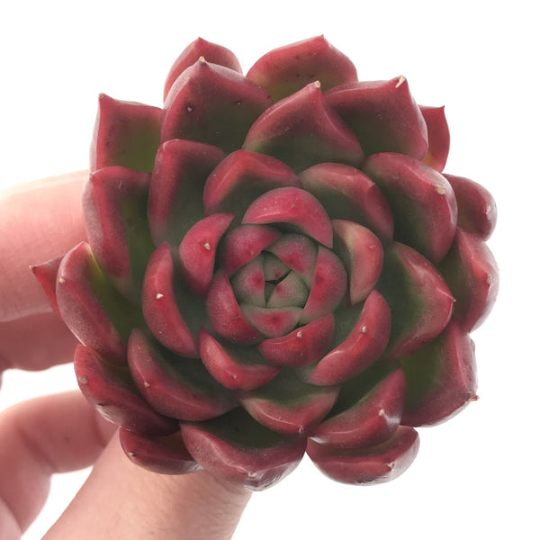 Echeveria Agavoides 'Angela Star' 3" Succulent Plant