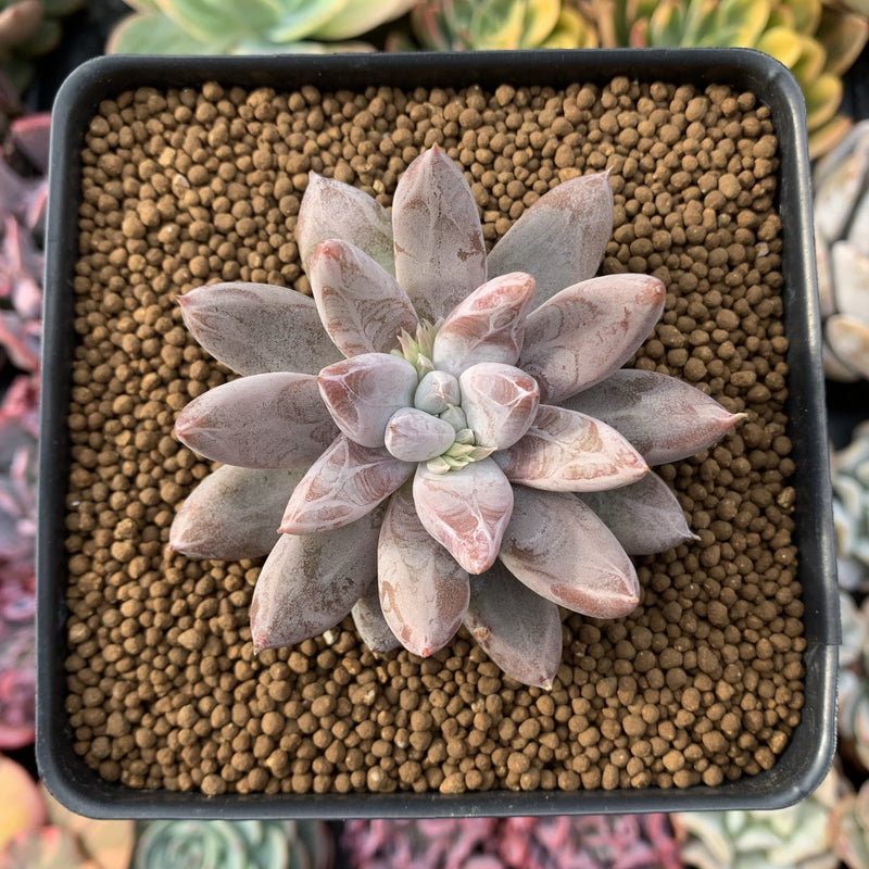 Echeveria 'Tolimanensis' 4" Succulent Plant