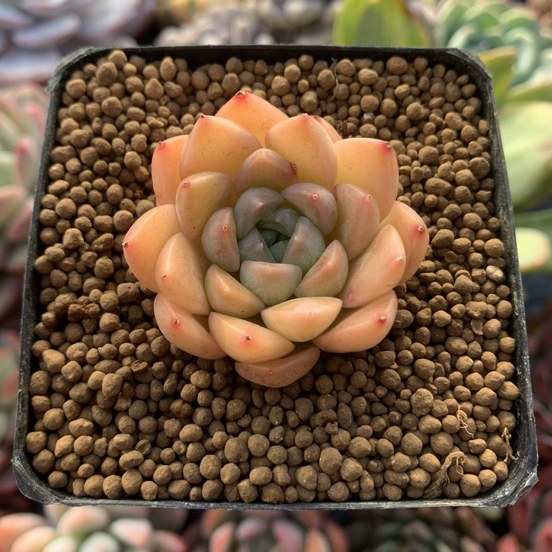 Echeveria sp. 1" Succulent Plant