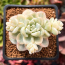 Sedum 'Clavatum' Variegated 2" Succulent Plant