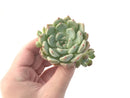 Graptoveria 'Amenova' 2" New Hybrid Succulent Plant