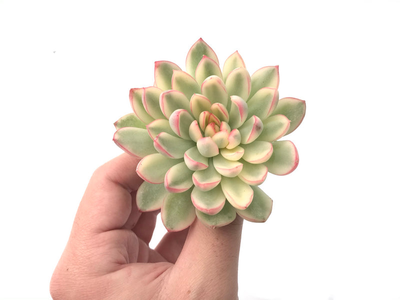 Echeveria 'Mebina' Variegated Large 3"-4" Succulent Plant