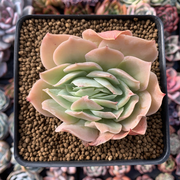 Echeveria 'Blade Runner' Crested 3" Rare Succulent Plant