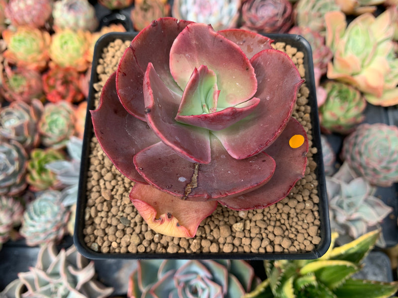 Echeveria 'Big Red' Hybrid 3" Succulent Plant