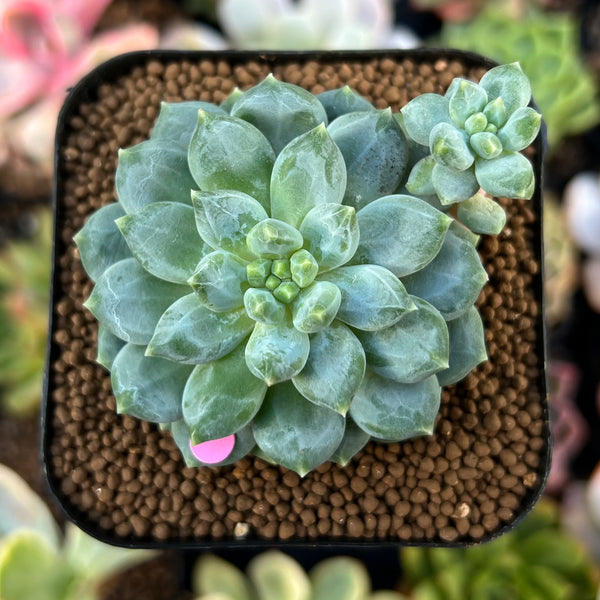 Pachyphytum sp. 1" Succulent Plant