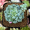 Pachyphytum sp. 1" Succulent Plant