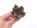 Echeveria Agavoides 'Baekya' 2"-3" Succulent Plant