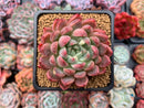 Echeveria Agavoides 'Fanta' 3"-4" New Hybrid (Not E. Cortes) Succulent Plant