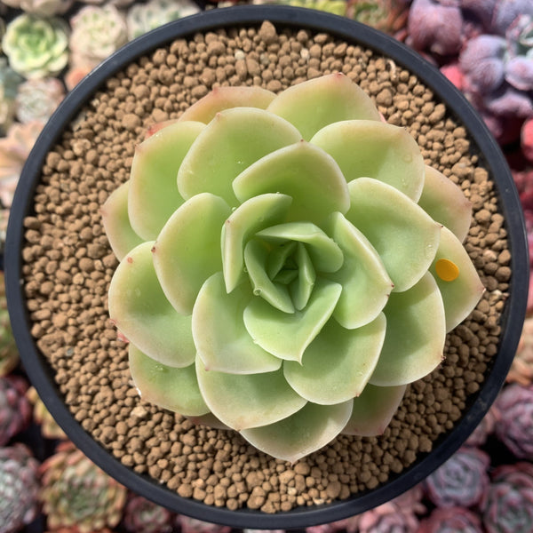 Echeveria 'Arenas' 3"-4" Succulent Plant