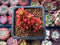 Sedum Rubrotinctum 'Redberry' 1" Succulent Plant