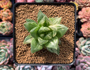 Haworthia 'Cymbiformis' Variegated 3" Succulent Plant