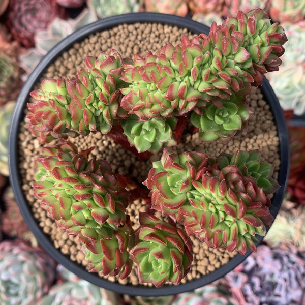 Sedeveria 'Letiza' Crested Cluster 4" Succulent Plant