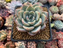 Echeveria 'Amabile' 2"-3" Succulent Plant