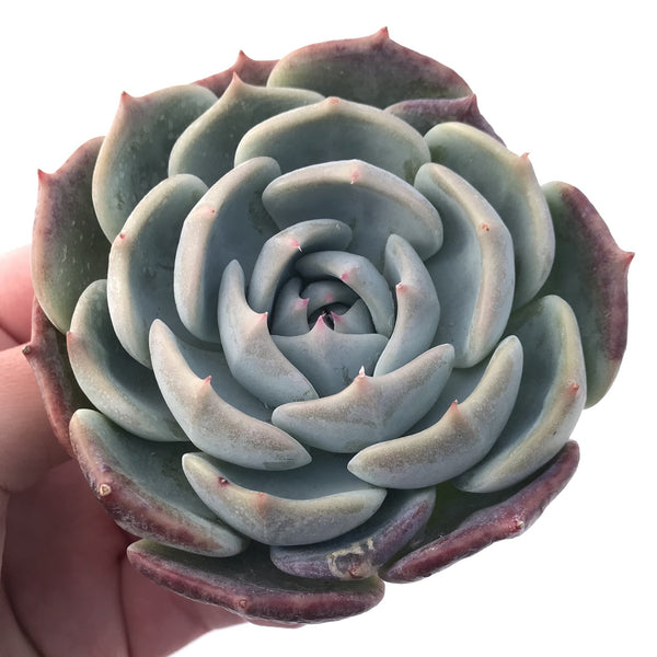 Echeveria 'Rosanna' 3"-4" Powdery Succulent Plant