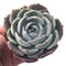 Echeveria 'Rosanna' 3"-4" Powdery Succulent Plant