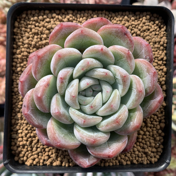 Echeveria sp. 4" Powdery Succulent Plant