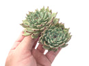 Echeveria 'Zaragosa' Cluster 3" Succulent Plant