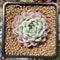 Echeveria 'White Zaragosa' 2" Succulent Plant