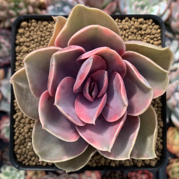 Echeveria 'Rainbow' Variegated 4" Succulent Plant