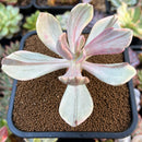 Pachyveria 'Pampoteus' Variegated 2" Succulent Plant