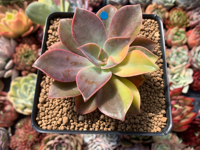 Graptoveria 'Fred Ives' Variegated 3" Succulent Plant