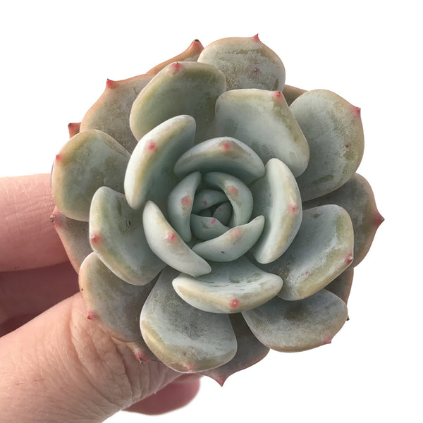 Echeveria 'Lehman' New Hybrid 1"-2" Succulent Plant