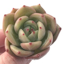 Echeveria Agavoides 'Monroe Chanel' 1" Succulent Plant