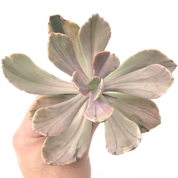 Echeveria 'Pampoteus' Variegated 6" (Not Jocelyn's Joy Variegated) Rare Succulent Plant