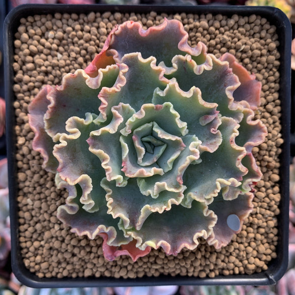 Echeveria 'Blue Curls' 3" Succulent Plant