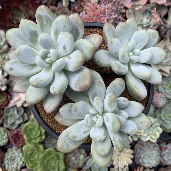 Pachyphytum cv 'Frevel' 5" Cluster Succulent Plant