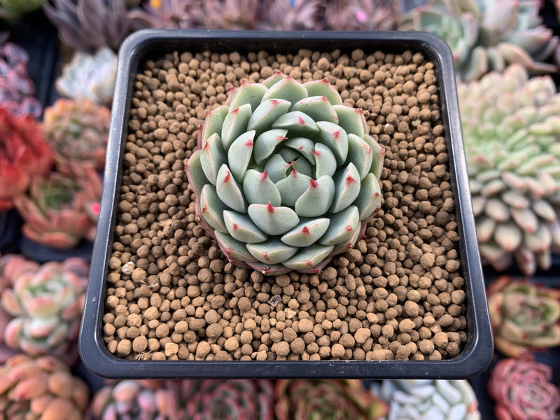 Echeveria 'Yeonji' 1" New Hybrid Succulent Plant