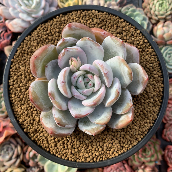 Echeveria 'Ivory' 4" Powdery Succulent Plant