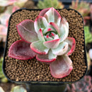 Echeveria Agavoides 'Star Boss' 2" Succulent Plant