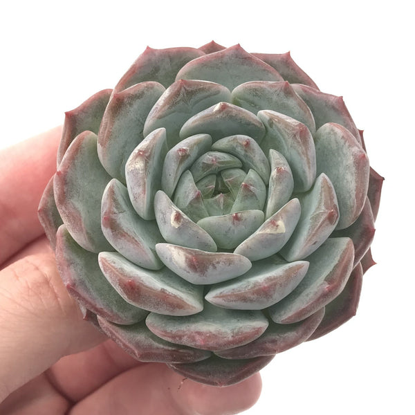 Echeveria 'Helena' Hybrid 2"-3" Powdery Succulent Plant