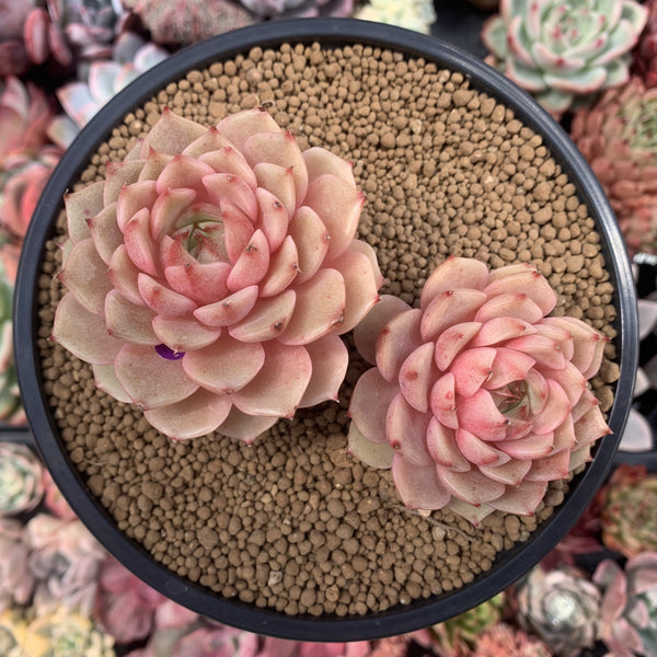 Echeveria 'Ben Badis' 5" Double Headed Succulent Plant