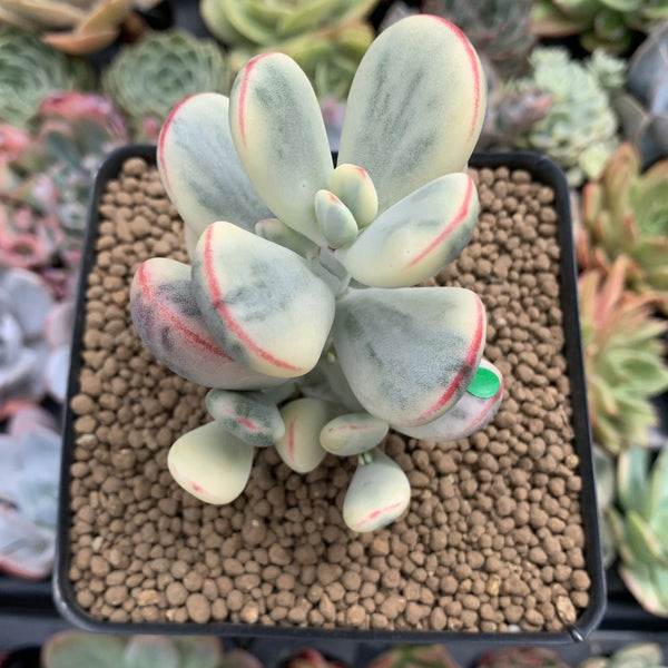 Cotyledon 'Orbiculata' Variegated 3"-4" Succulent Plant