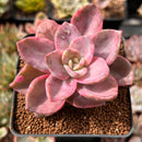 Graptopetalum 'Bainesii' Variegated 2" Succulent Plant