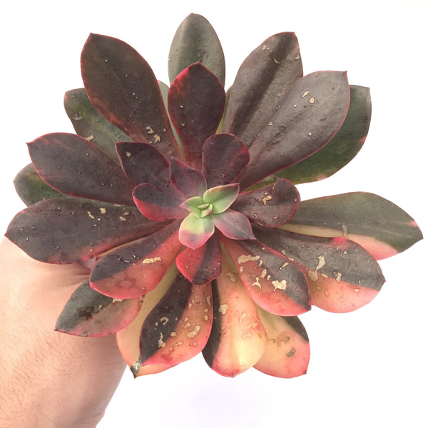 Echeveria 'Hanaikada' Variegated 6" Large Succulent Plant