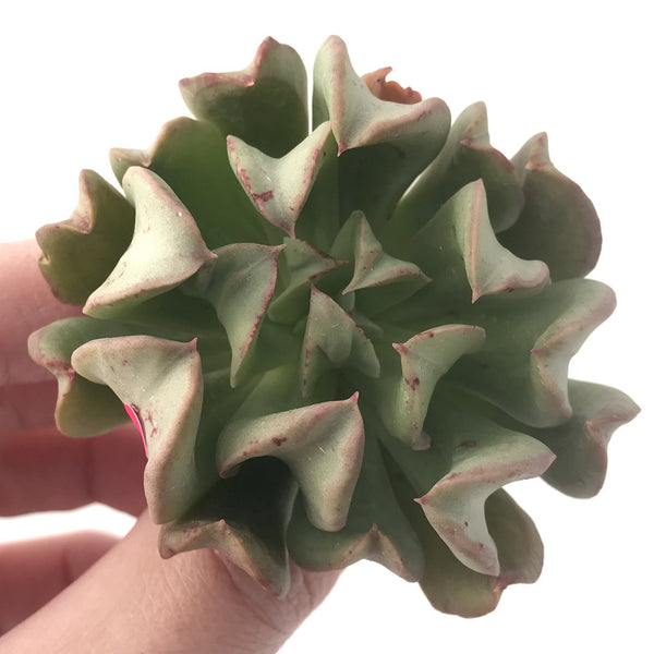 Echeveria 'Black Hawk' 2"-3" Succulent Plant