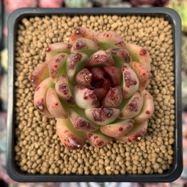 Echeveria Agavoides 'Black Rose' 3" Succulent Plant