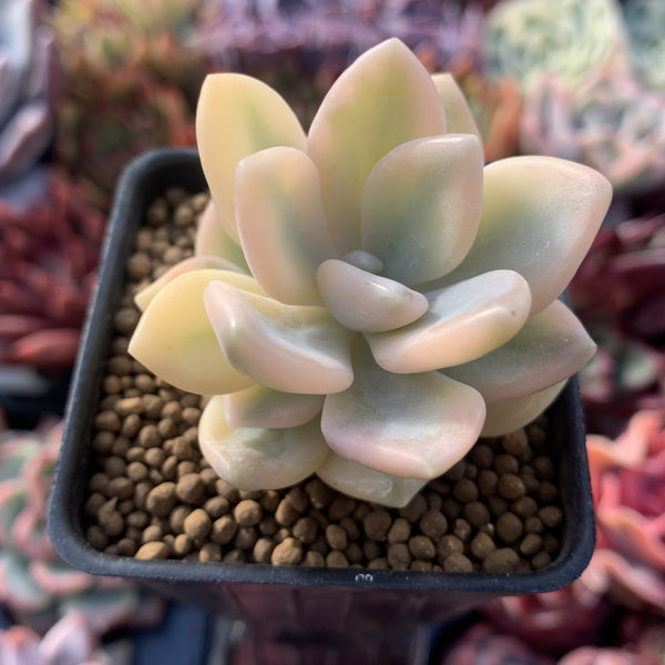 Echeveria 'Grand Palace' Variegated 1" Small Succulent Plant